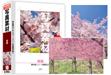 写真素材　桜編